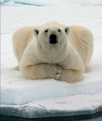 La peau de l'ours polaire reste en vente